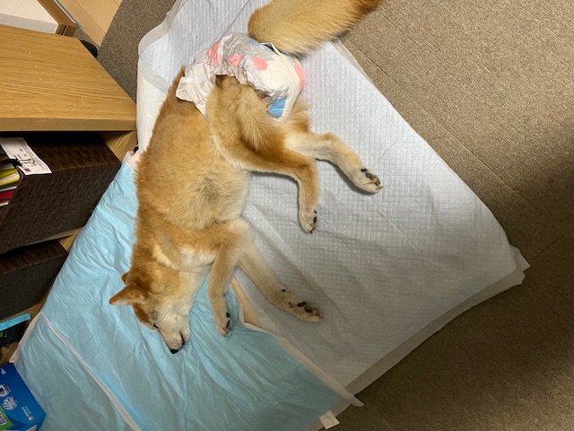 介護中、ペットシーツの上で休む柴犬