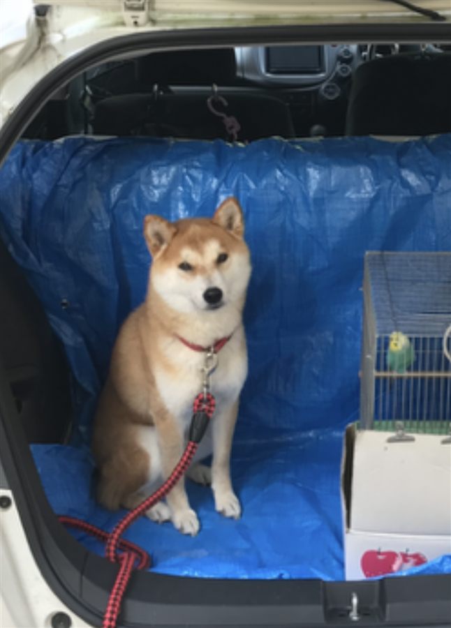 車の荷台でおすわりする柴犬