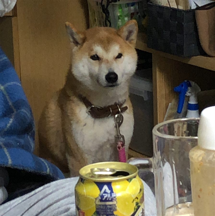 こちらをじっと見つめる柴犬