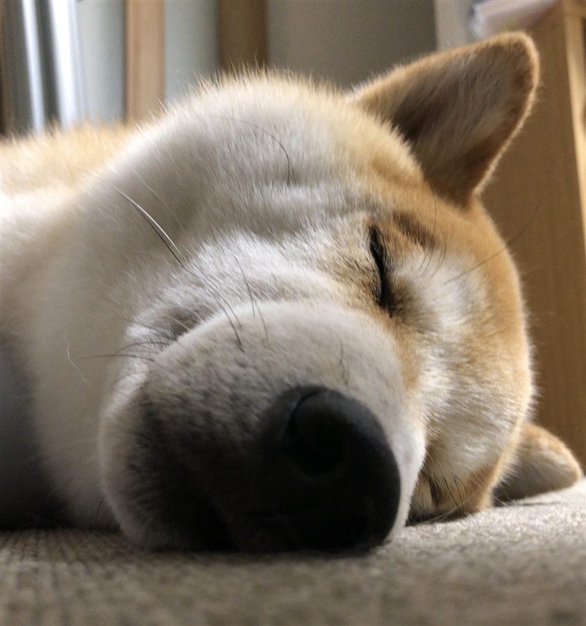 ぐっすり眠る柴犬の寝顔