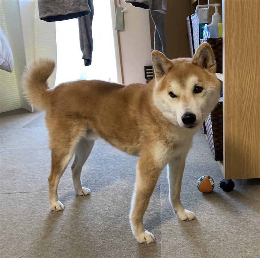 くるんと巻いたしっぽの柴犬