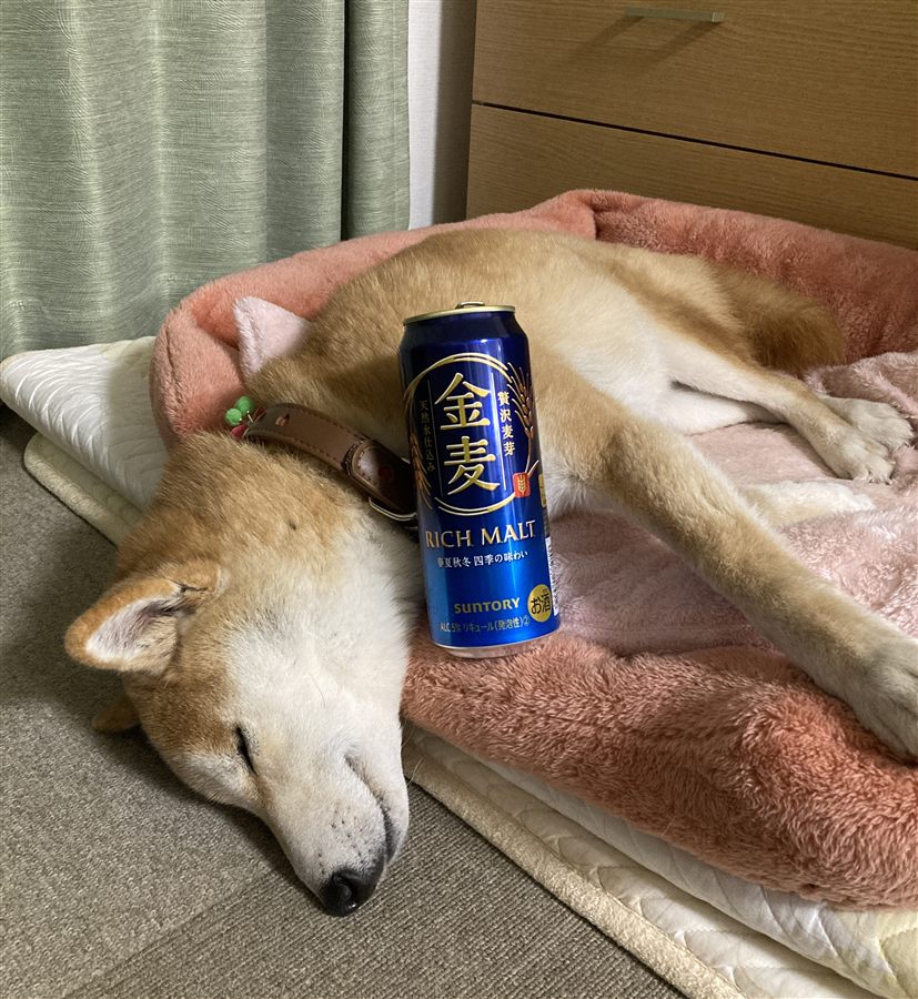 缶ビールと一緒にお昼寝する柴犬
