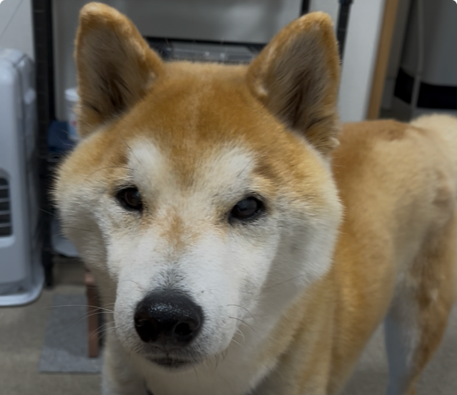 わが家の柴犬